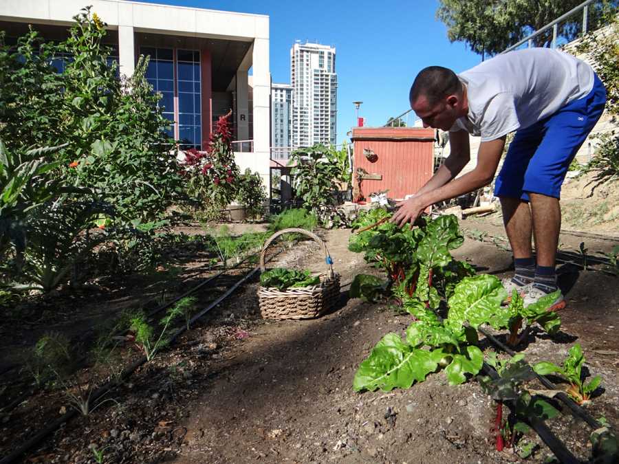Harvesting has been underway this fall at San Diego City College’s Seeds@City urban farm. (Photo by Todd Mata)