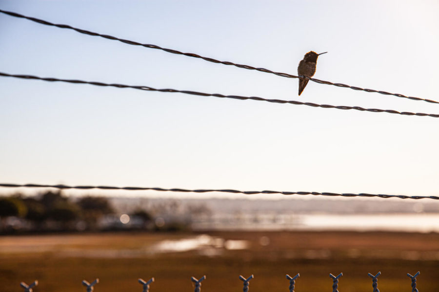 bird+on+the+fence+over+marsh