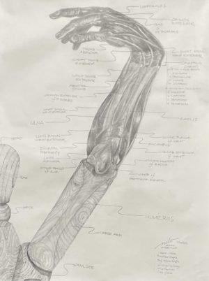 A pencil drawing showing the anatomy of a human right forearm, hand and wrist