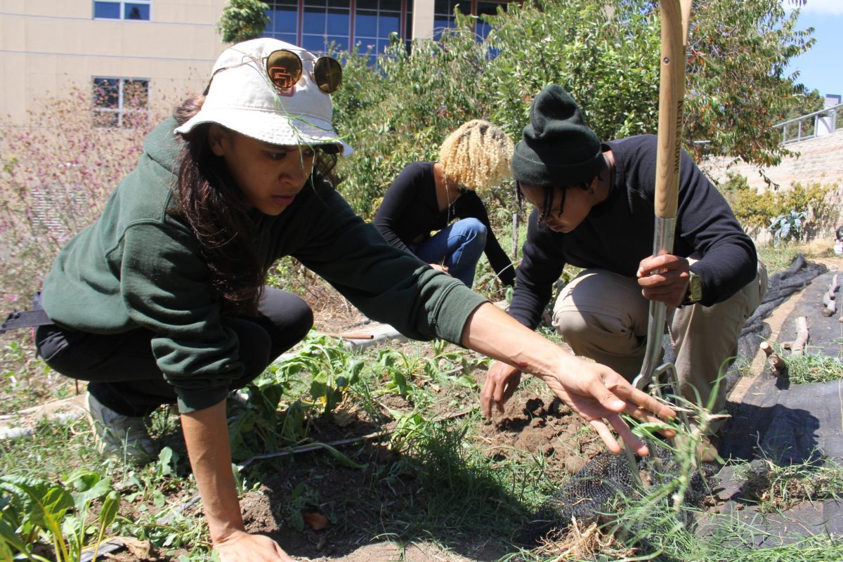 Agriculture students Chloe Davidson, left, and Tori Goodwin, rear center, tend to the soil of Seeds@City Urban Farm at City College, while agriculture program intern Jessie Spence, right, guides them through their service learning hours for their Agriculture 104: Sustainable Vegetable Production class, Monday, September 16, 2024. Photo by Marco Guajardo/City Times Media