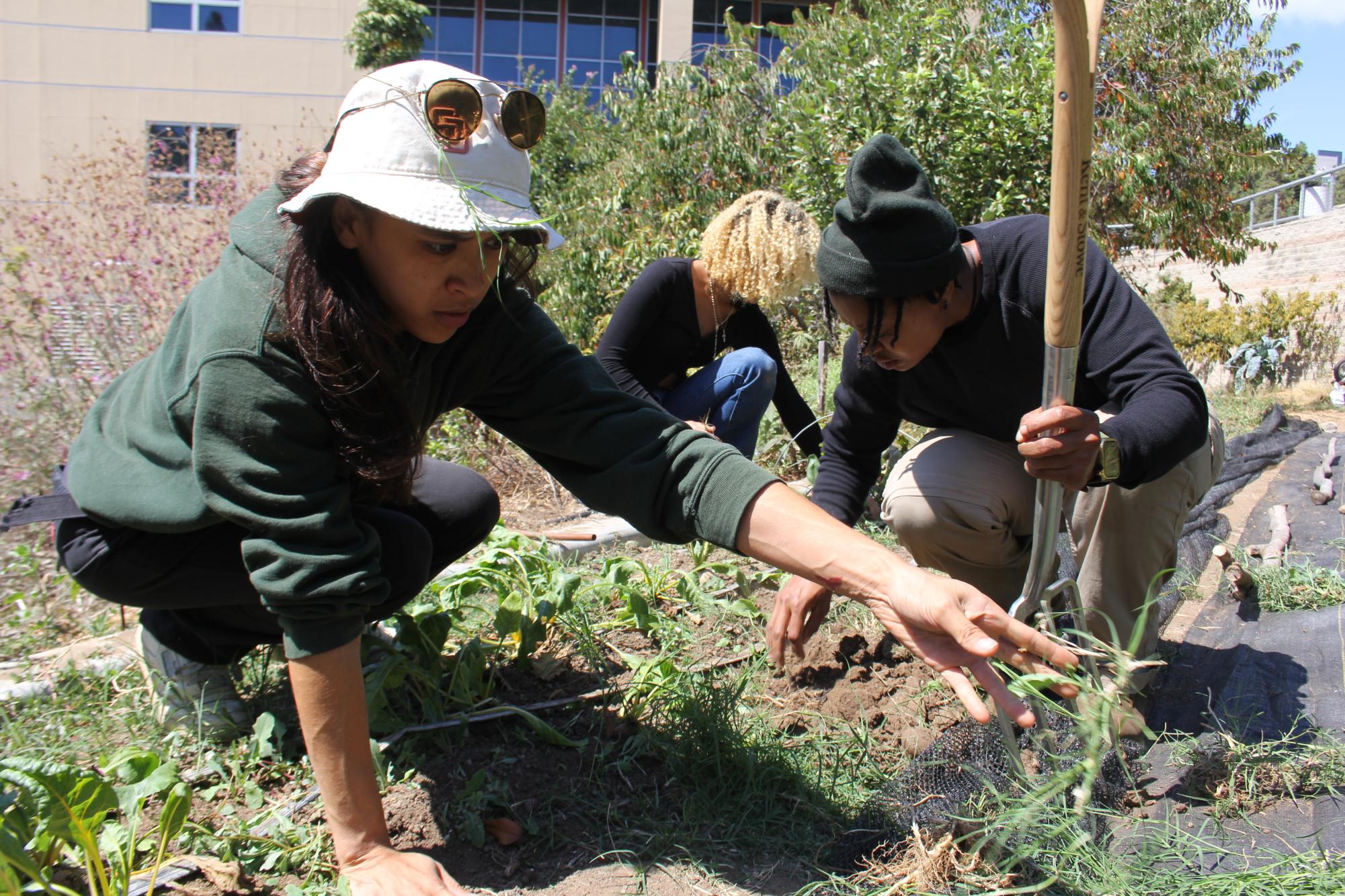 Las estudiantes de agricultura Chloe Davidson, izquierda, y Tori Goodwin, centro trasero, atienden el suelo de la granja urbana Seeds@City en City College, mientras la pasante del programa de agricultura Jessie Spence, derecha, las guía en sus horas de aprendizaje de servicio para su clase de Agricultura 104: Producción Sostenible de Hortalizas, el lunes 16 de septiembre de 2024. Foto de Marco Guajardo/City Times.