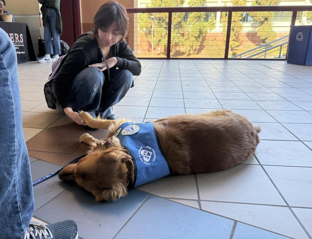 Andrea Heredia, a freshman at San Diego City College, rubs Ella the golden retriever’s paws during the Love on a Leash collaborative event at the San Diego City College Library Monday, Dec. 2, 2024. Photo by Luke Bradbury/City Times Media
